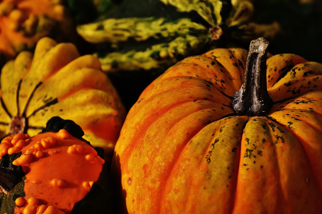 pumpkins decorative squashes nature free photo