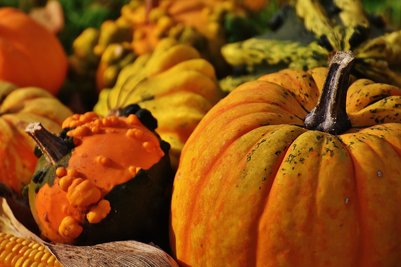 pumpkins decorative squashes nature free photo