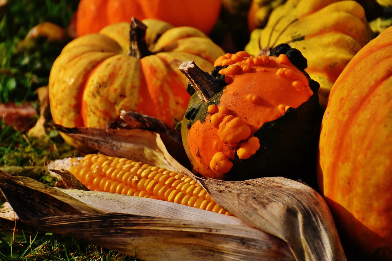 pumpkins decorative squashes nature free photo