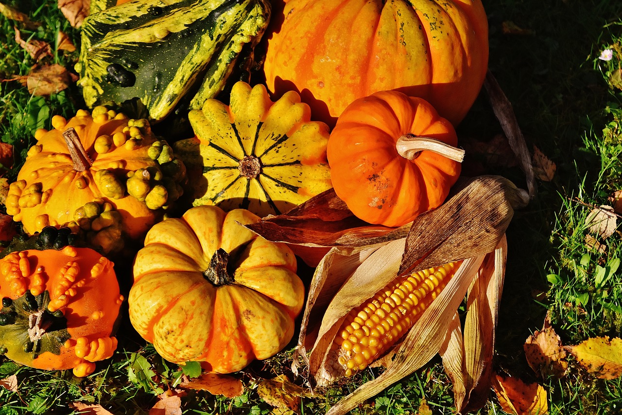 pumpkins decorative squashes nature free photo