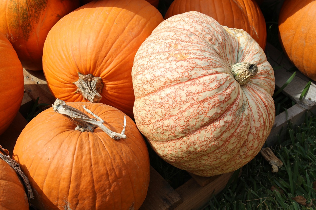 pumpkins fall autumn free photo