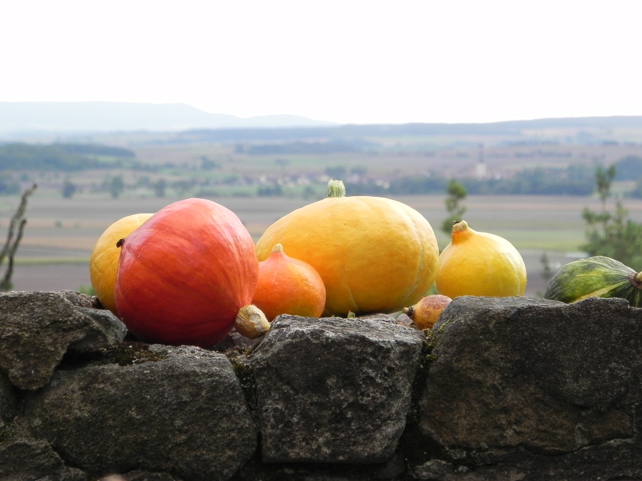 pumpkins autumn decoration free photo