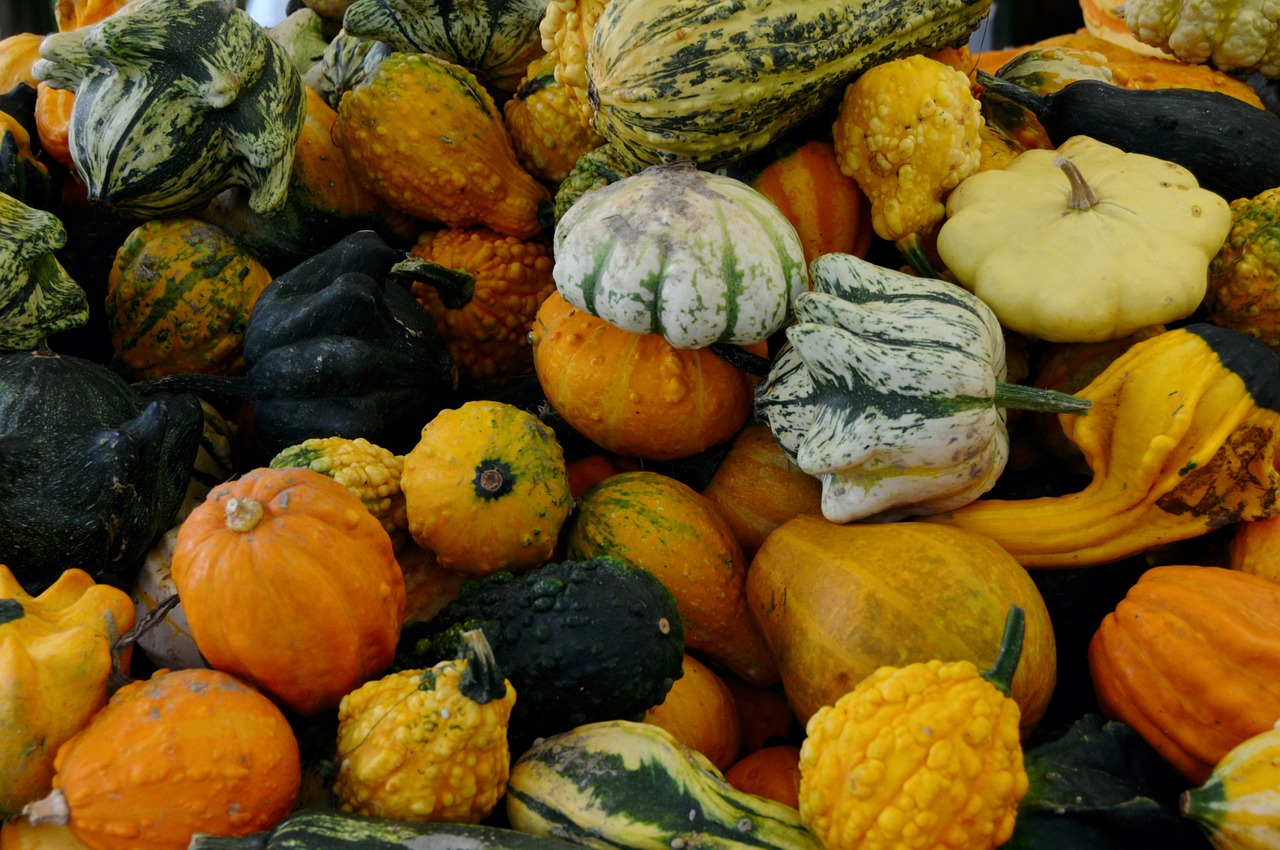 pumpkins autumn fruit free photo