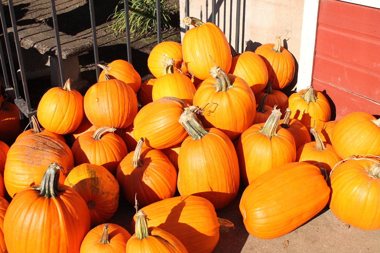 pumpkins fall autumn free photo