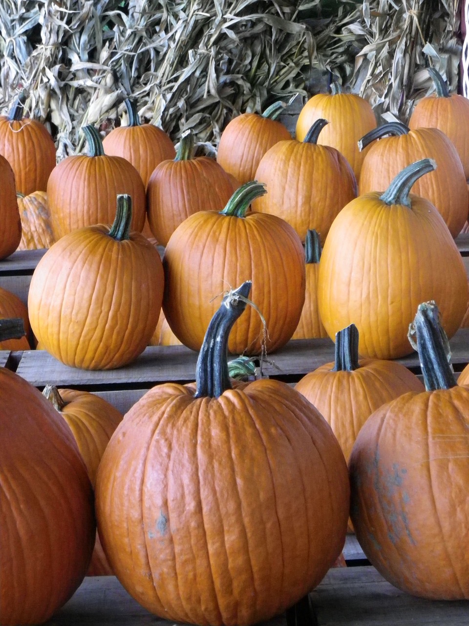 pumpkins fall vegetable free photo