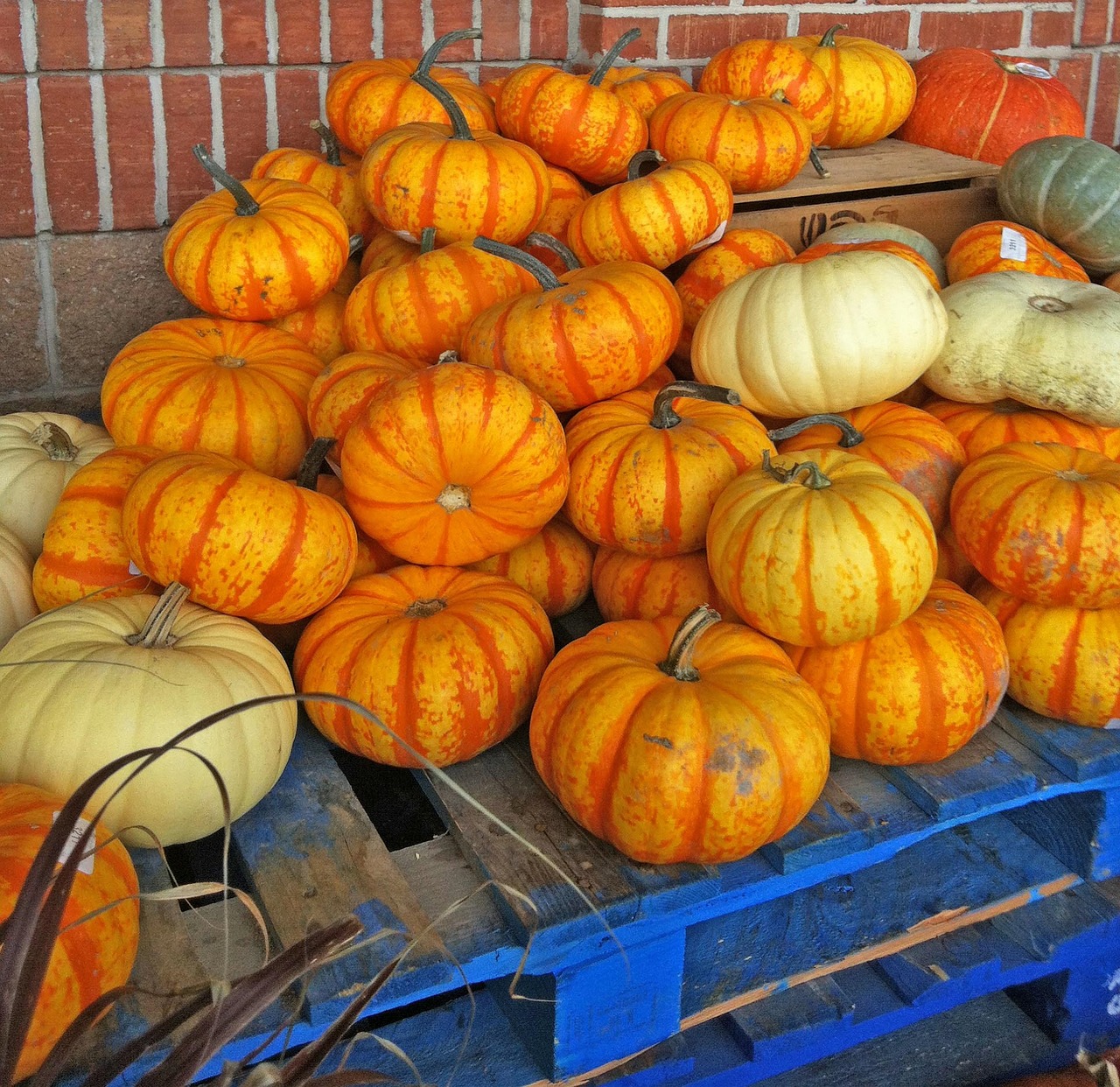 pumpkins gourds fresh free photo