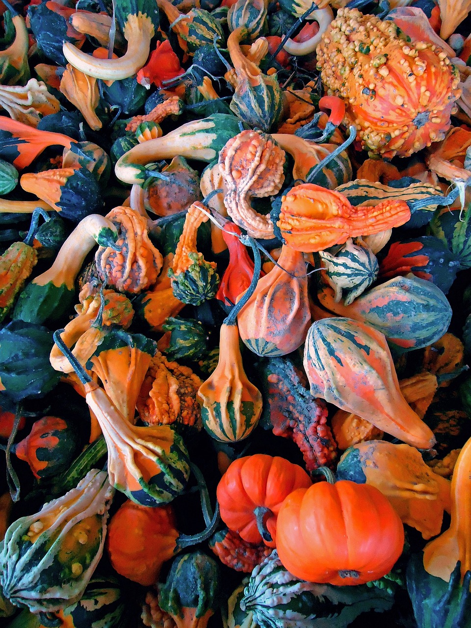 pumpkins gourds fresh free photo