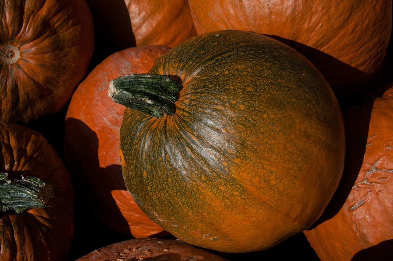 pumpkins cucurbita cucurbitaceae free photo