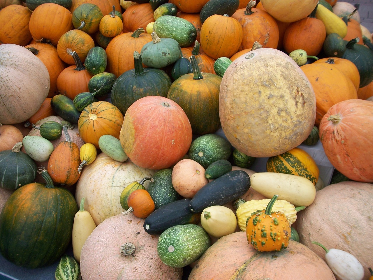 pumpkins autumn colorful free photo