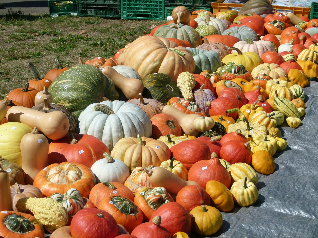 pumpkins squash vegetables free photo