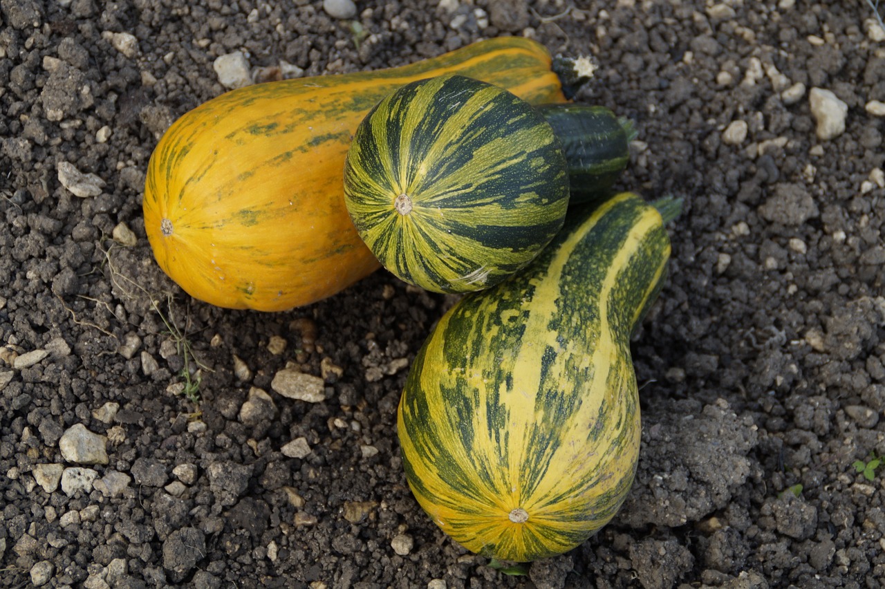 pumpkins decorative squashes autumn free photo