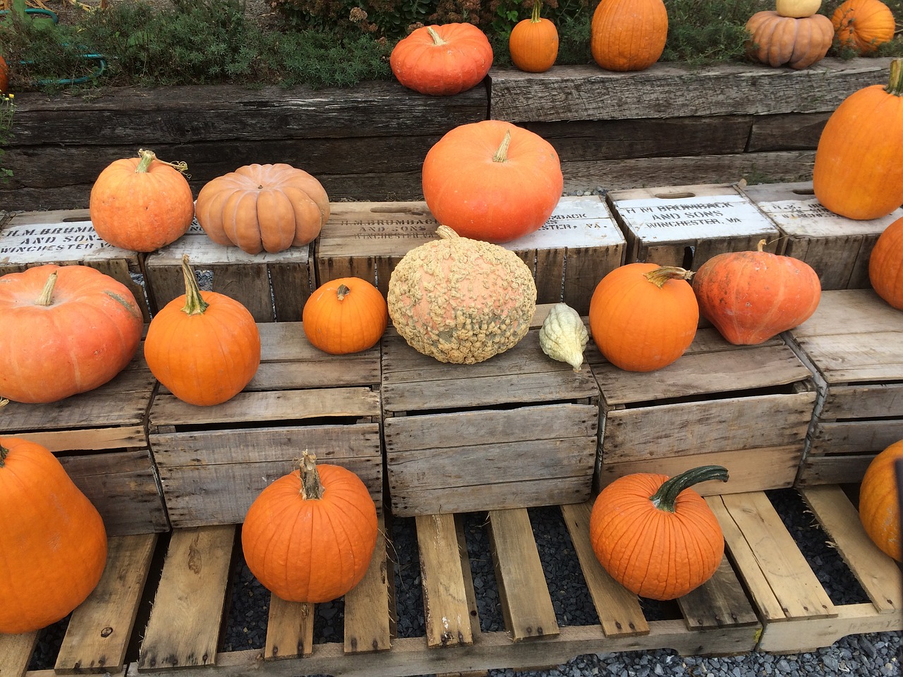 pumpkins squash farm stand free photo