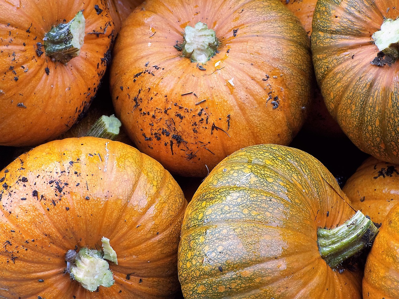 pumpkins garden harvest free photo