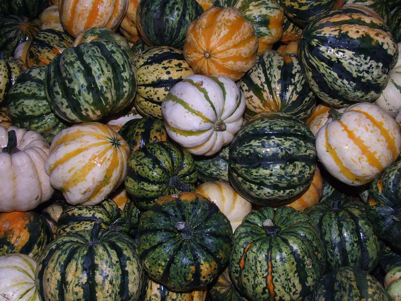 pumpkins food harvest free photo