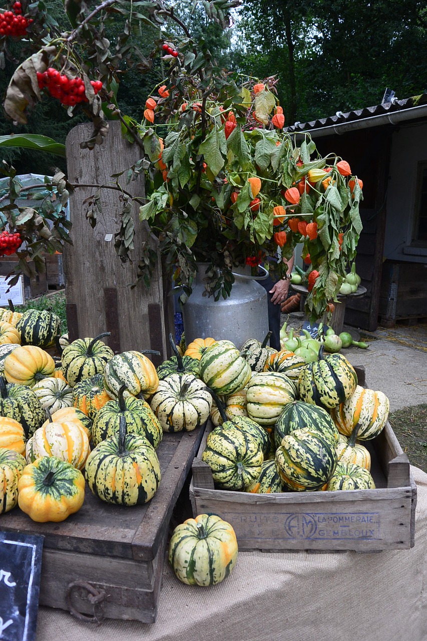 pumpkins gourds vegetables free photo