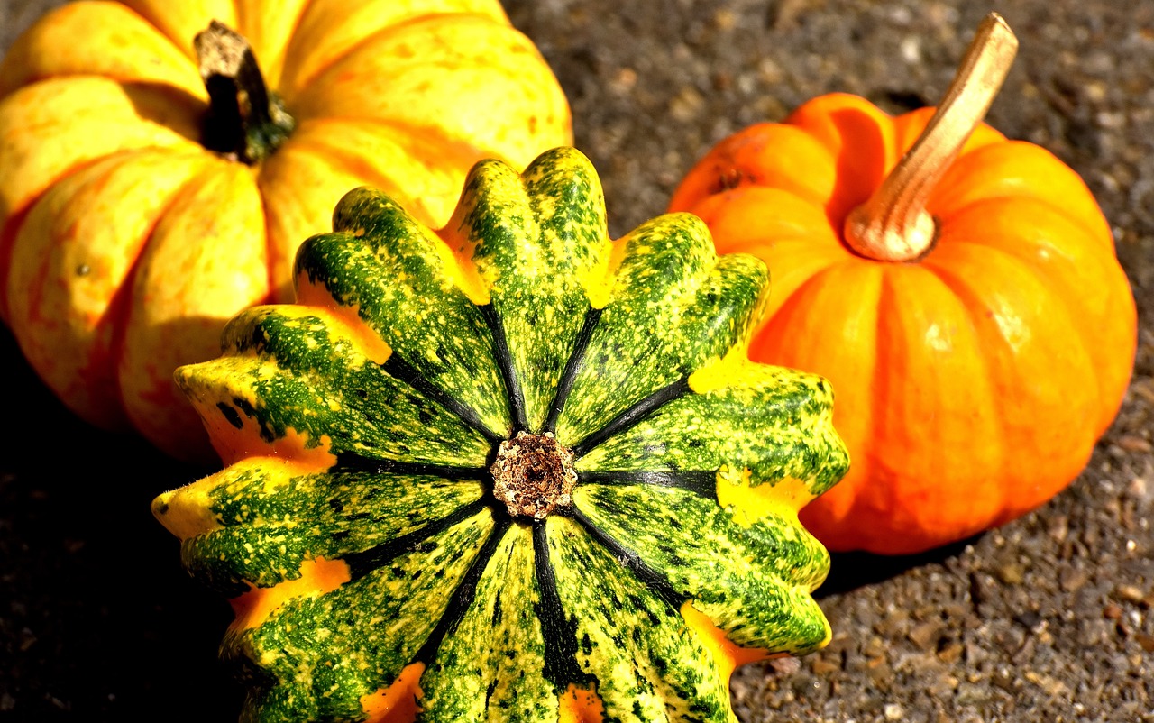 pumpkins colorful autumn free photo