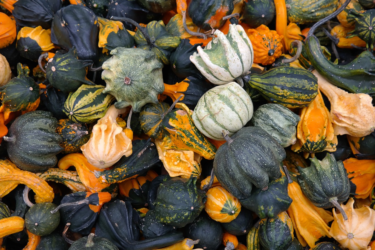 pumpkins decorative squashes green free photo