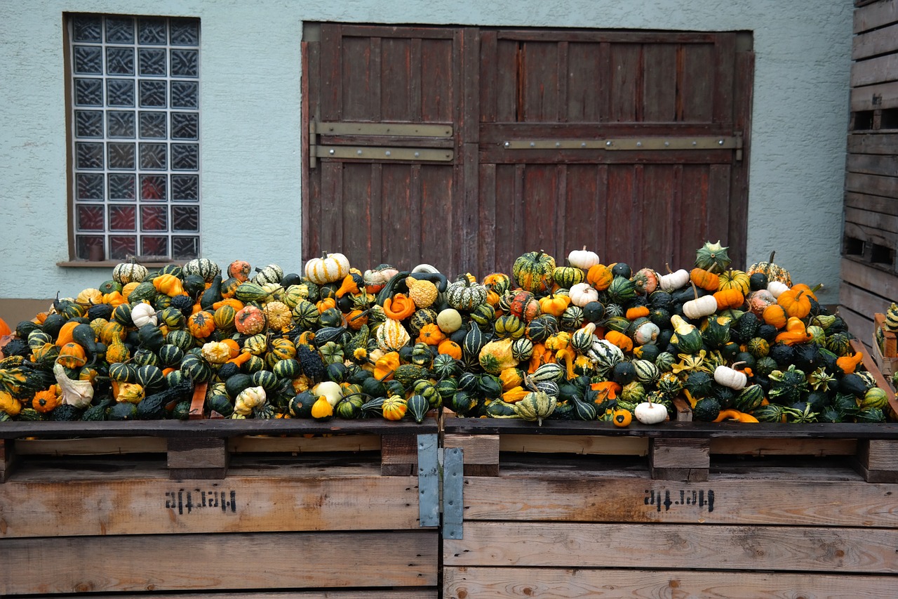 pumpkins decorative squashes storage free photo