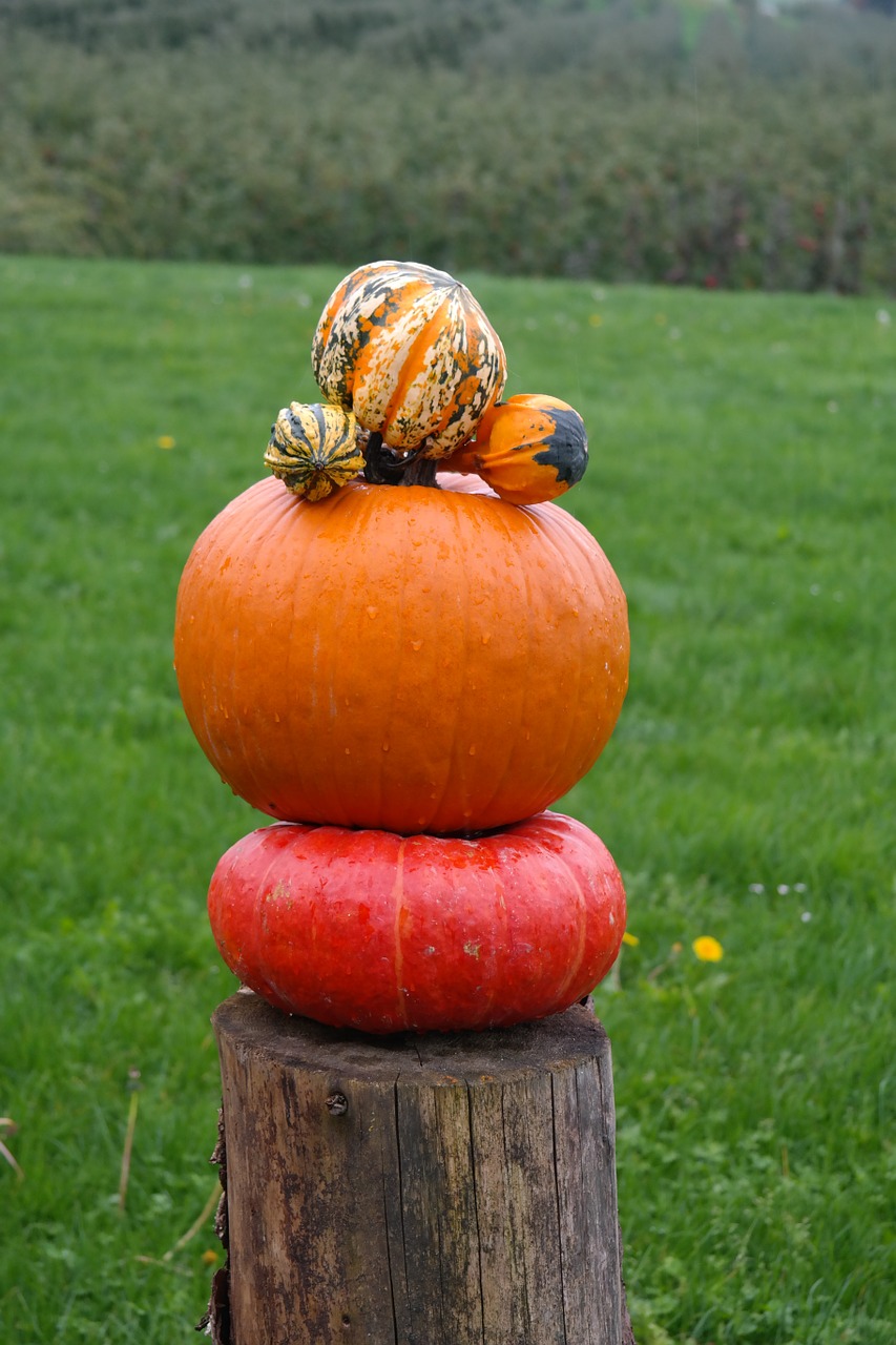 pumpkins pumpkin man decorative squashes free photo