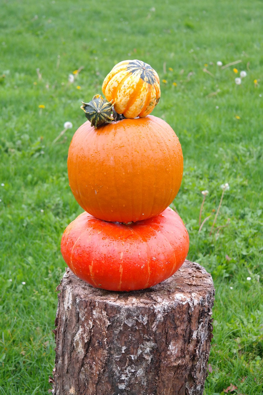 pumpkins pumpkin man decorative squashes free photo