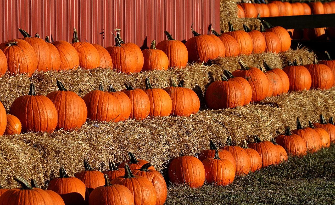 pumpkins amesbury massachusetts free photo