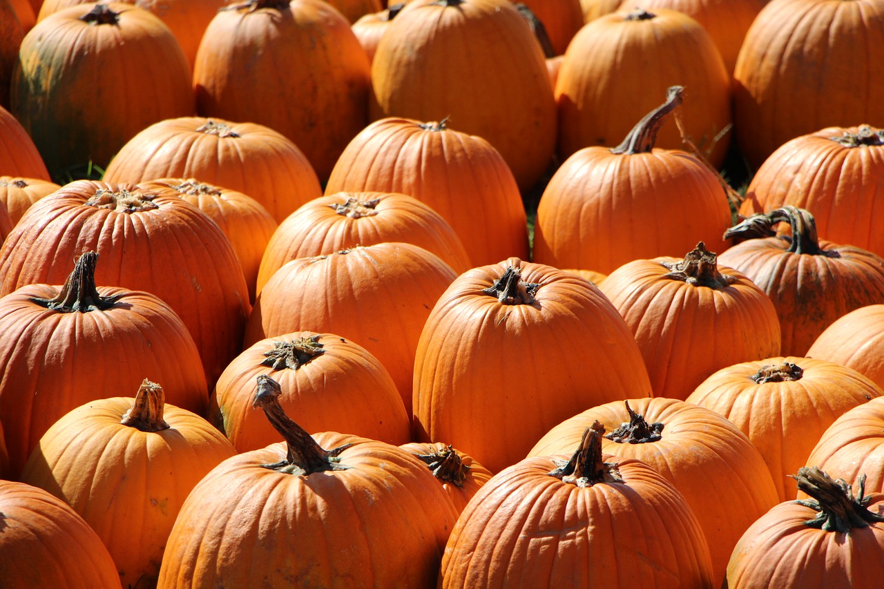 pumpkins farm harvest free photo