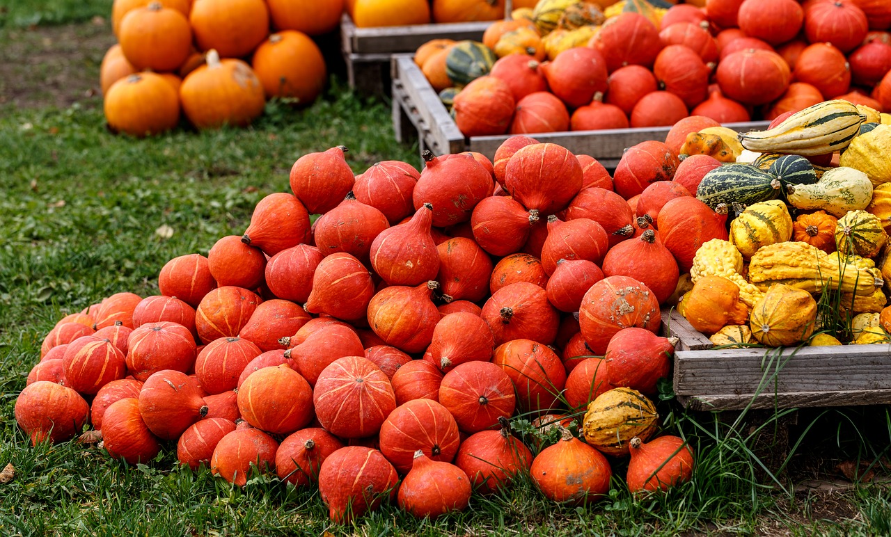 pumpkins autumn autumn decoration free photo