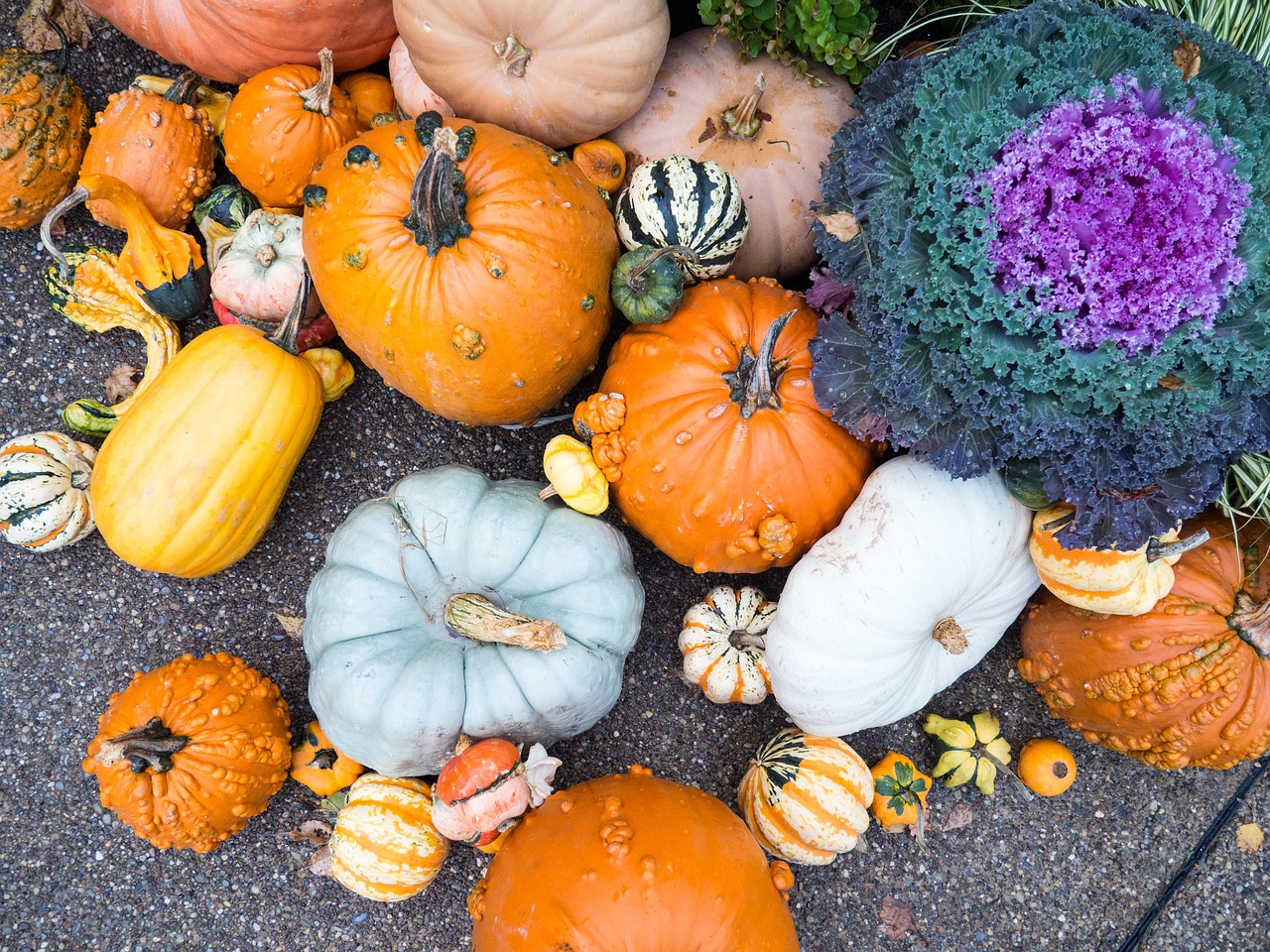 pumpkins fall autumn free photo