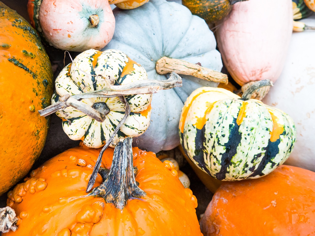 pumpkins halloween fall free photo