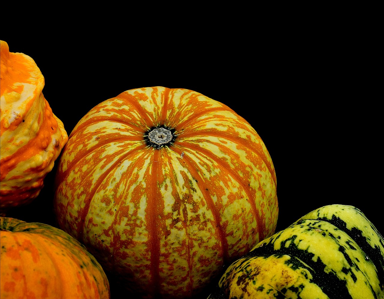 pumpkins decorative squashes nature free photo