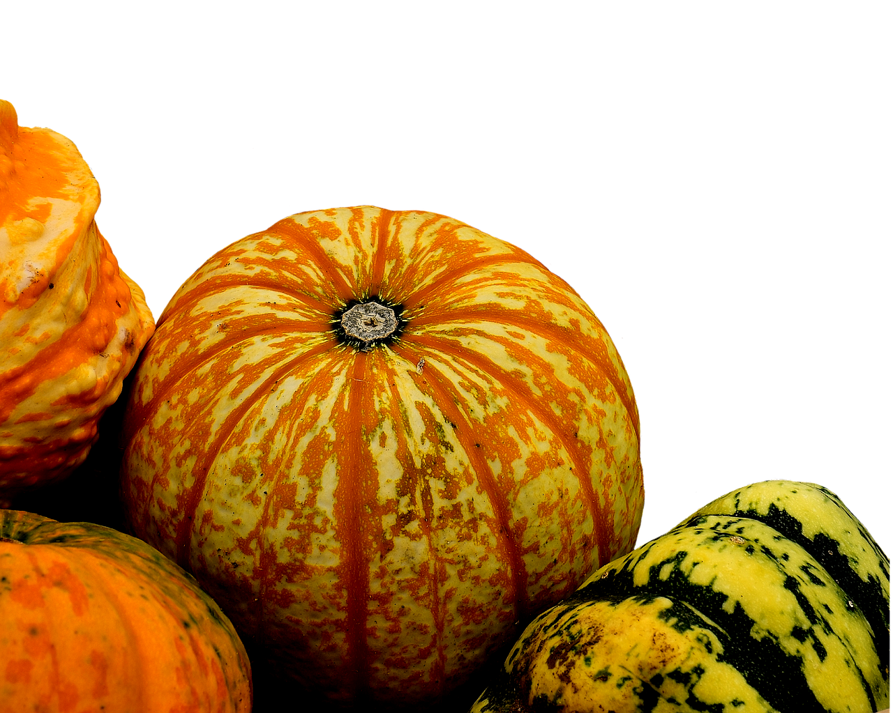 pumpkins decorative squashes nature free photo