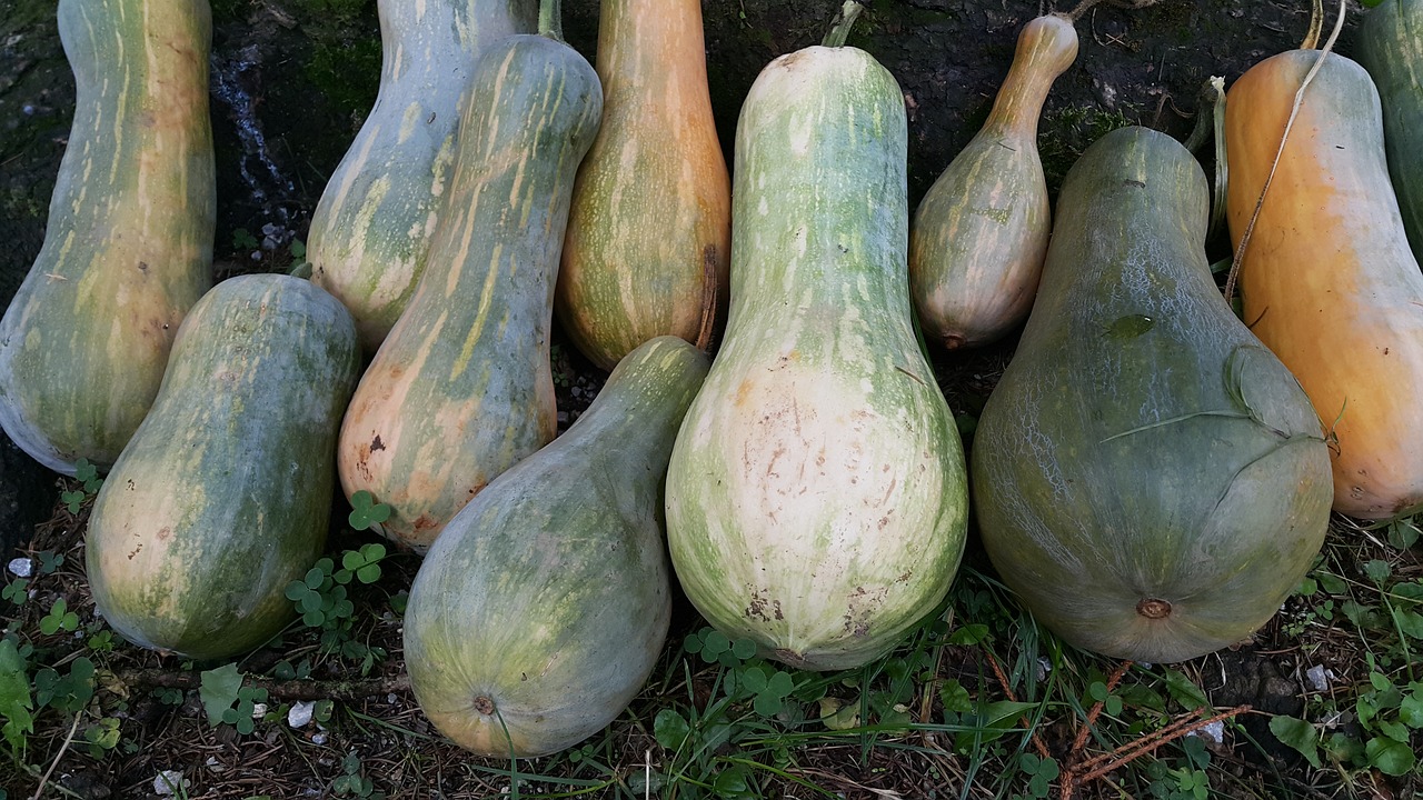 pumpkins pumpkin vegetables free photo