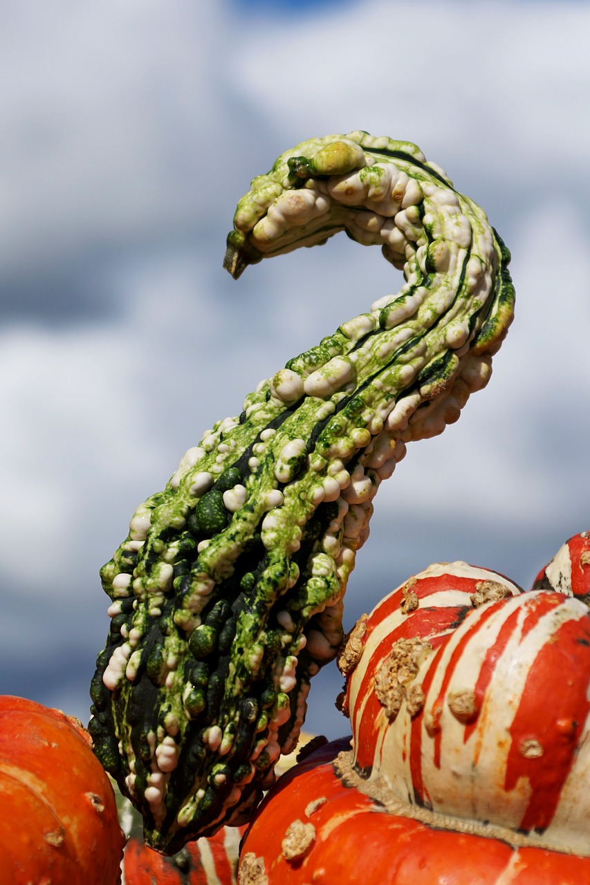 pumpkins decorative squashes autumn free photo