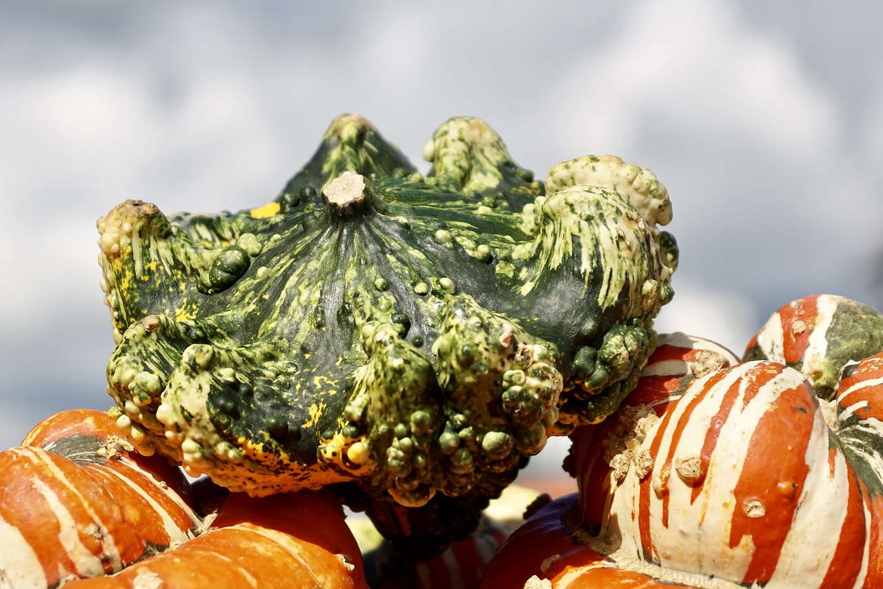 pumpkins decorative squashes autumn free photo