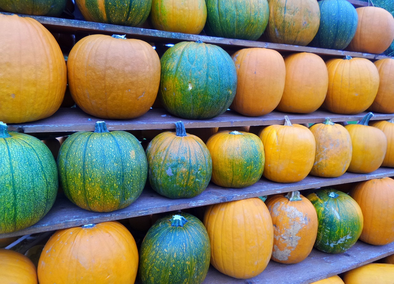 pumpkins line yellow free photo