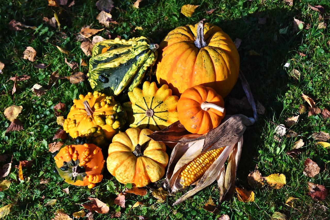 pumpkins colorful autumn free photo
