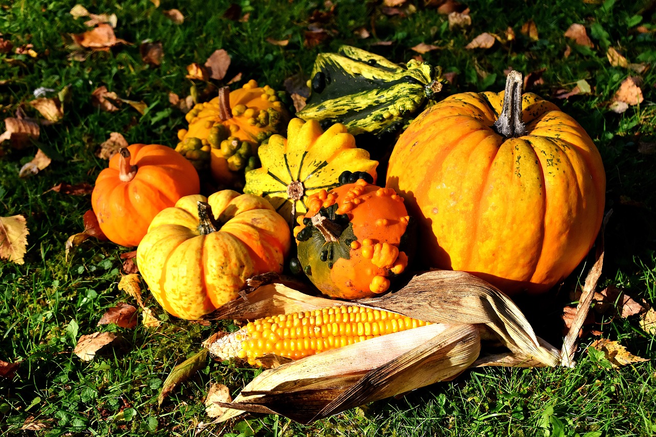 pumpkins colorful autumn free photo