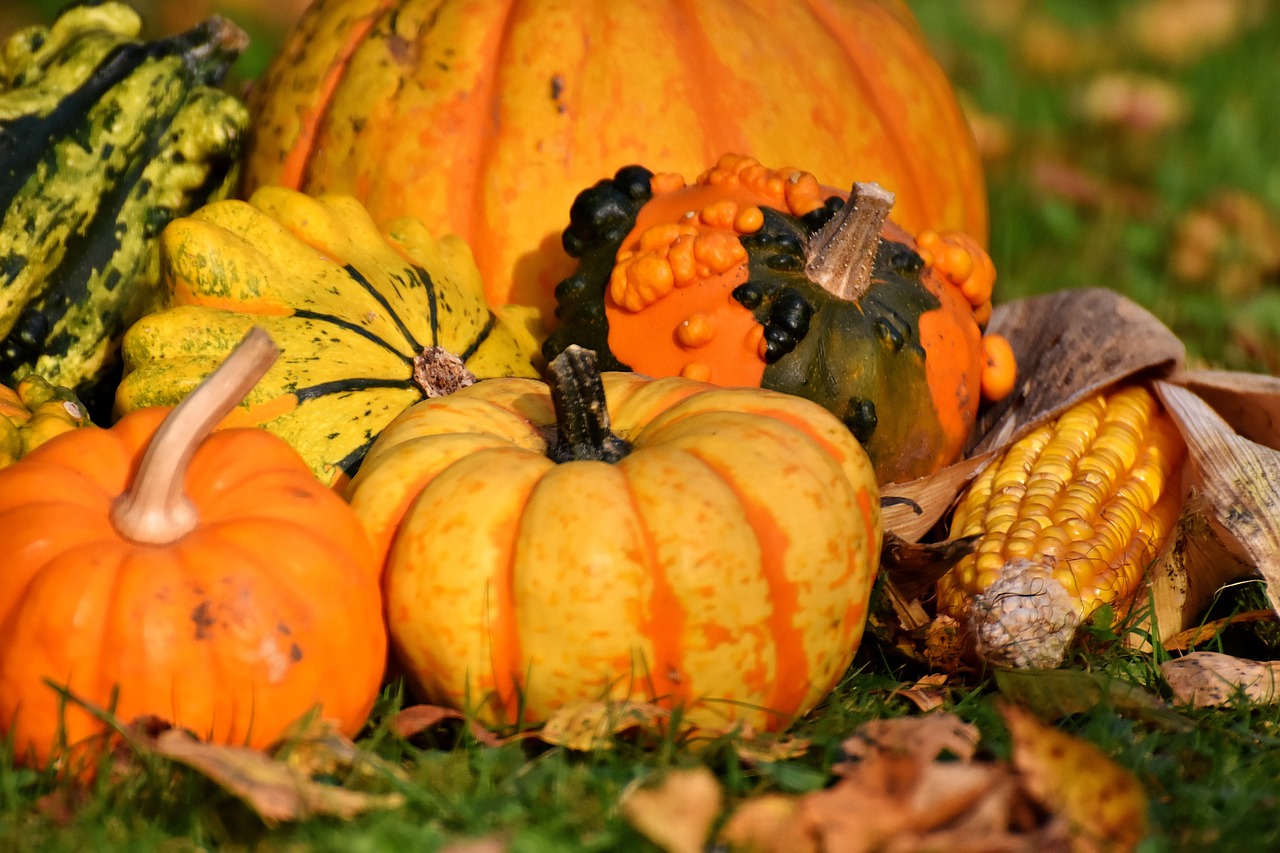 pumpkins colorful autumn free photo