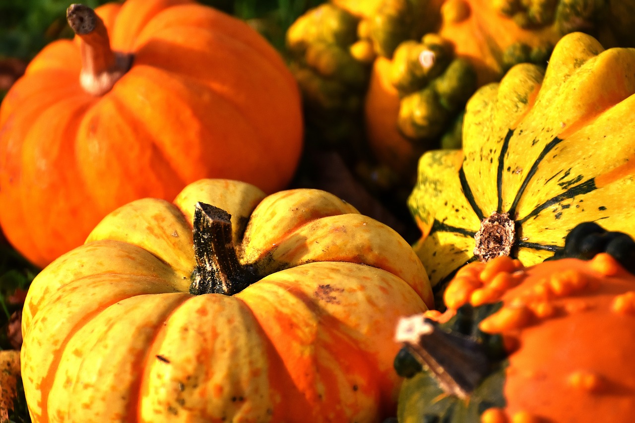 pumpkins colorful autumn free photo