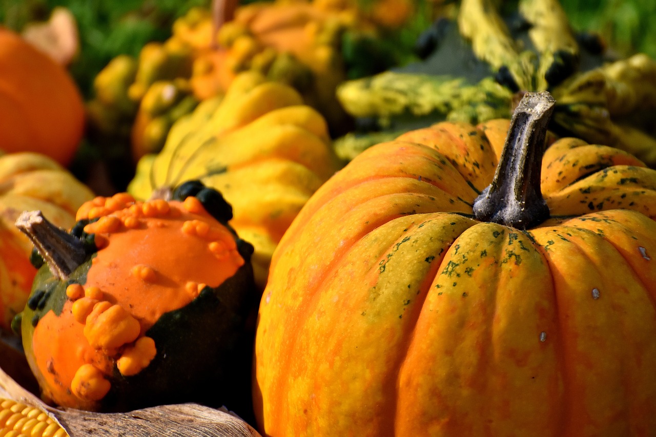 pumpkins colorful autumn free photo