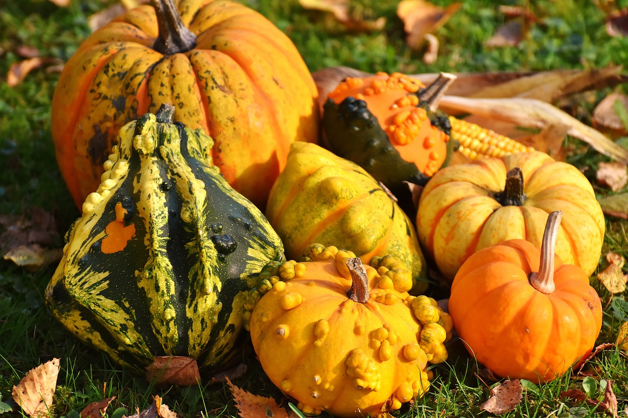 pumpkins colorful autumn free photo