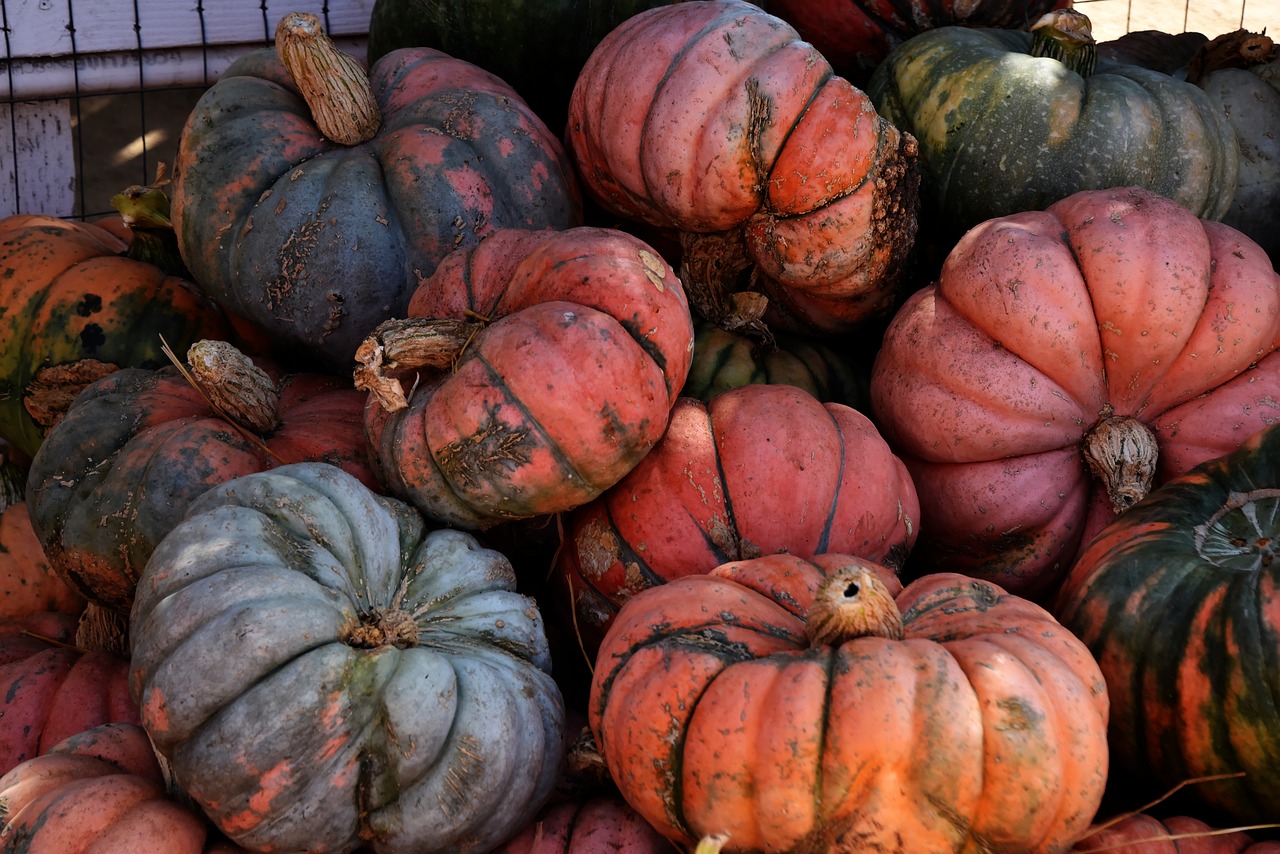 pumpkins colorful thanksgiving free photo
