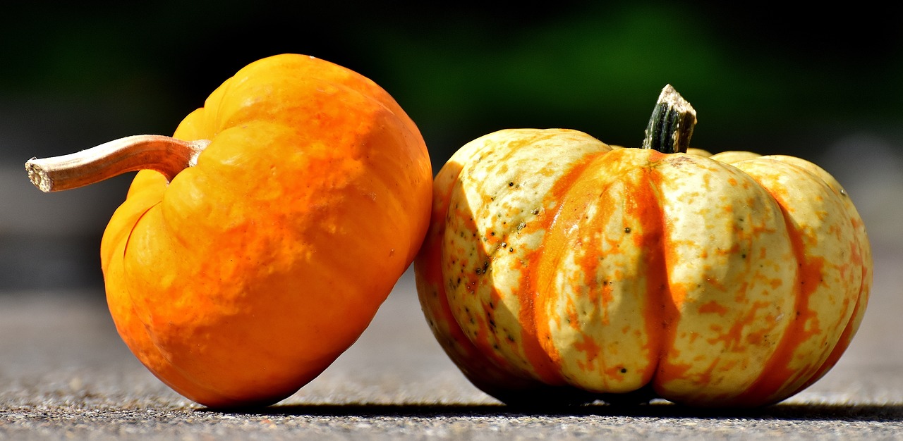 pumpkins colorful autumn free photo