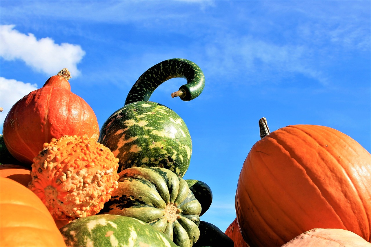 pumpkins colorful vegetables free photo