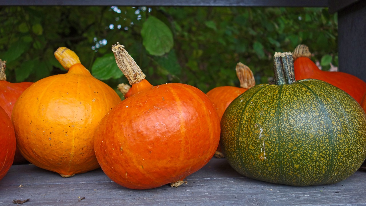 pumpkins autumn decoration ornamental fruit free photo