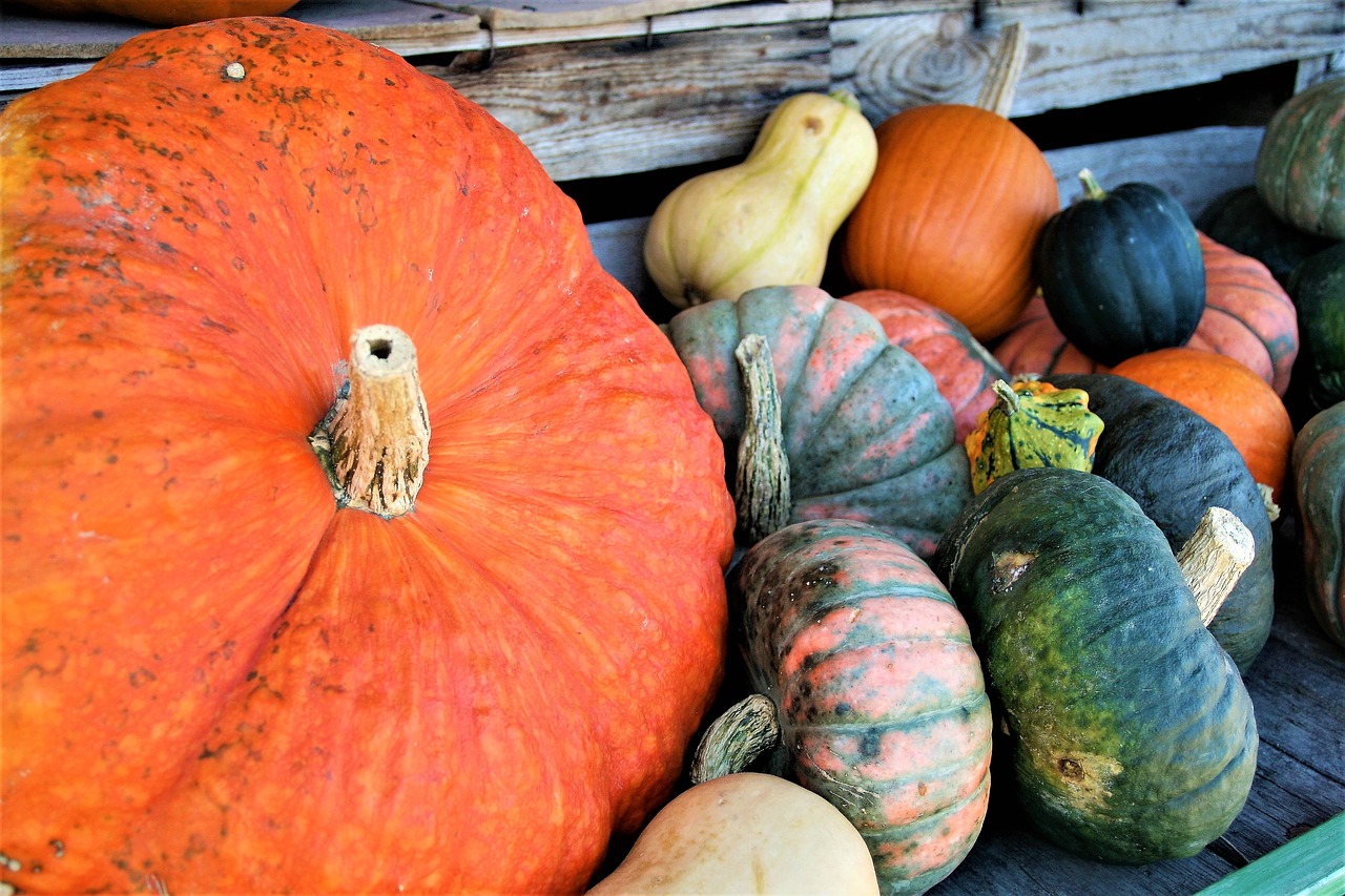 pumpkins decorative orange free photo