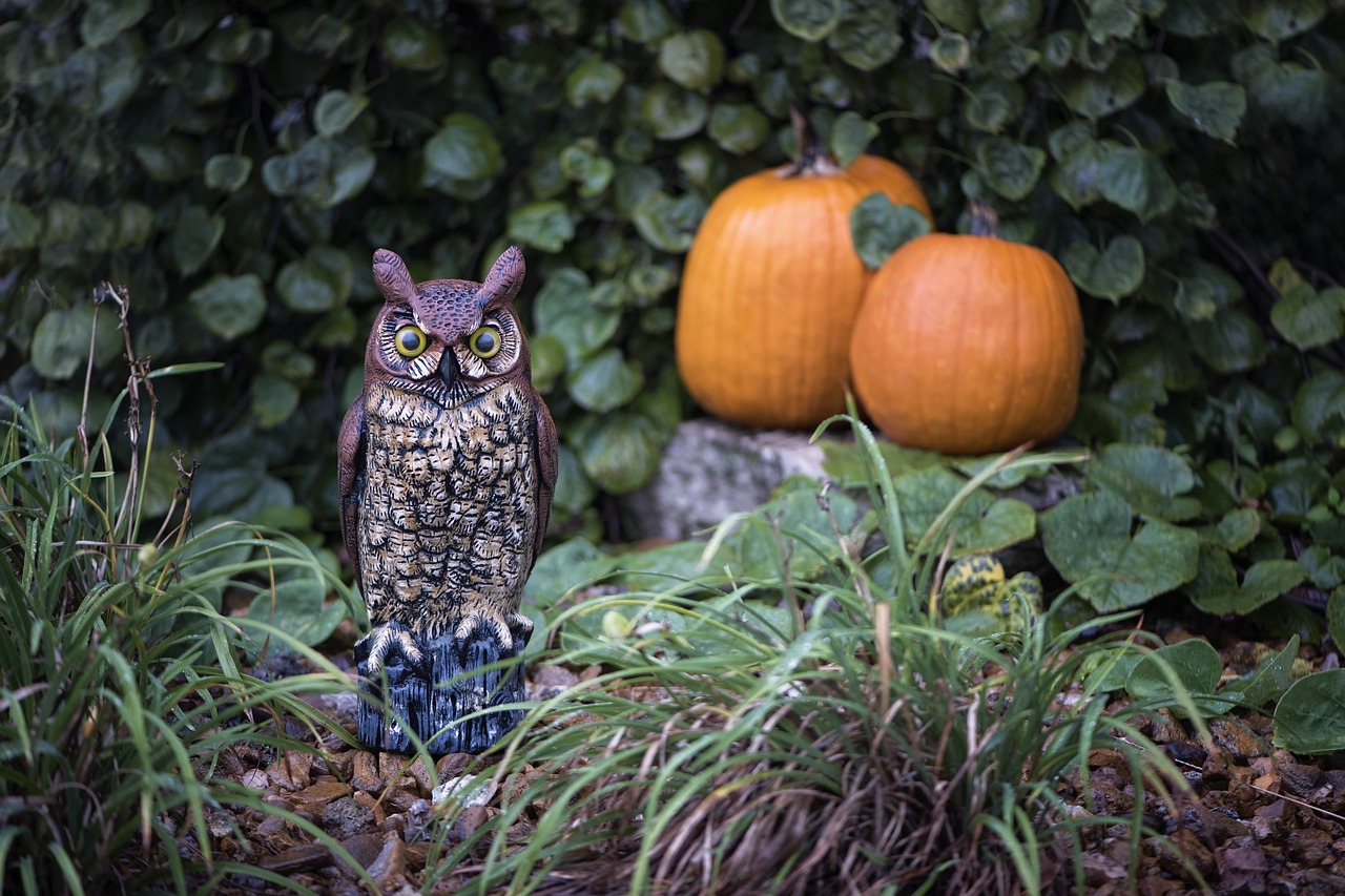 pumpkins owl halloween free photo