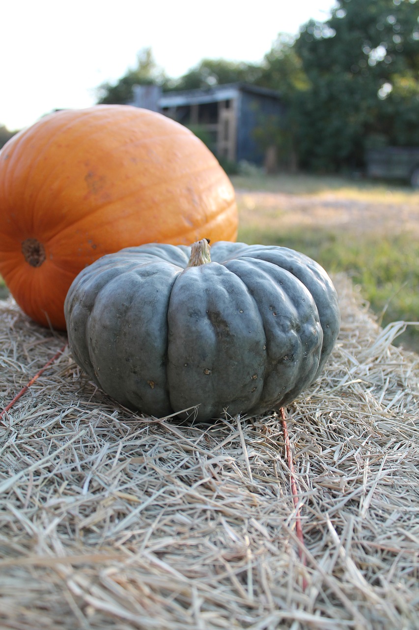 pumpkins autumn hay free photo