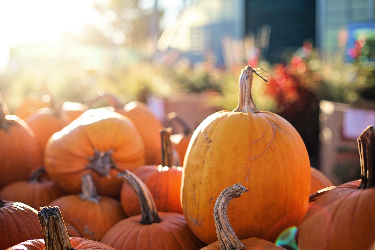 pumpkins halloween fall free photo