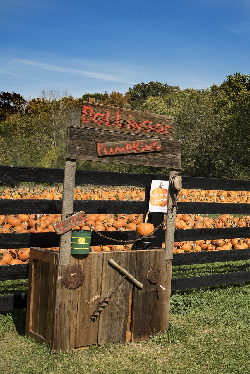 pumpkins farm autumn free photo